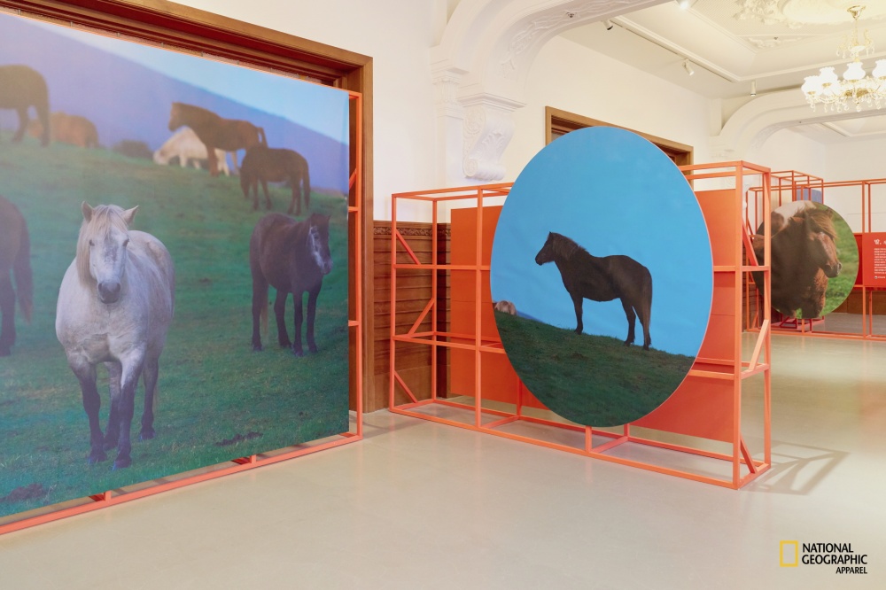 내셔널지오그래픽어패럴, 제주마 사진전으로 자연유산 가치 조명 973-Image